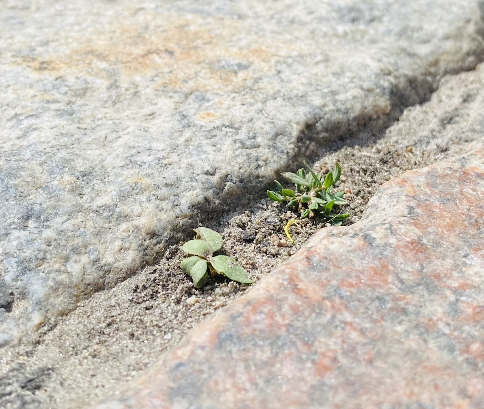 Seeds of Hope: How to Intertwine Larp and Ecological Activism