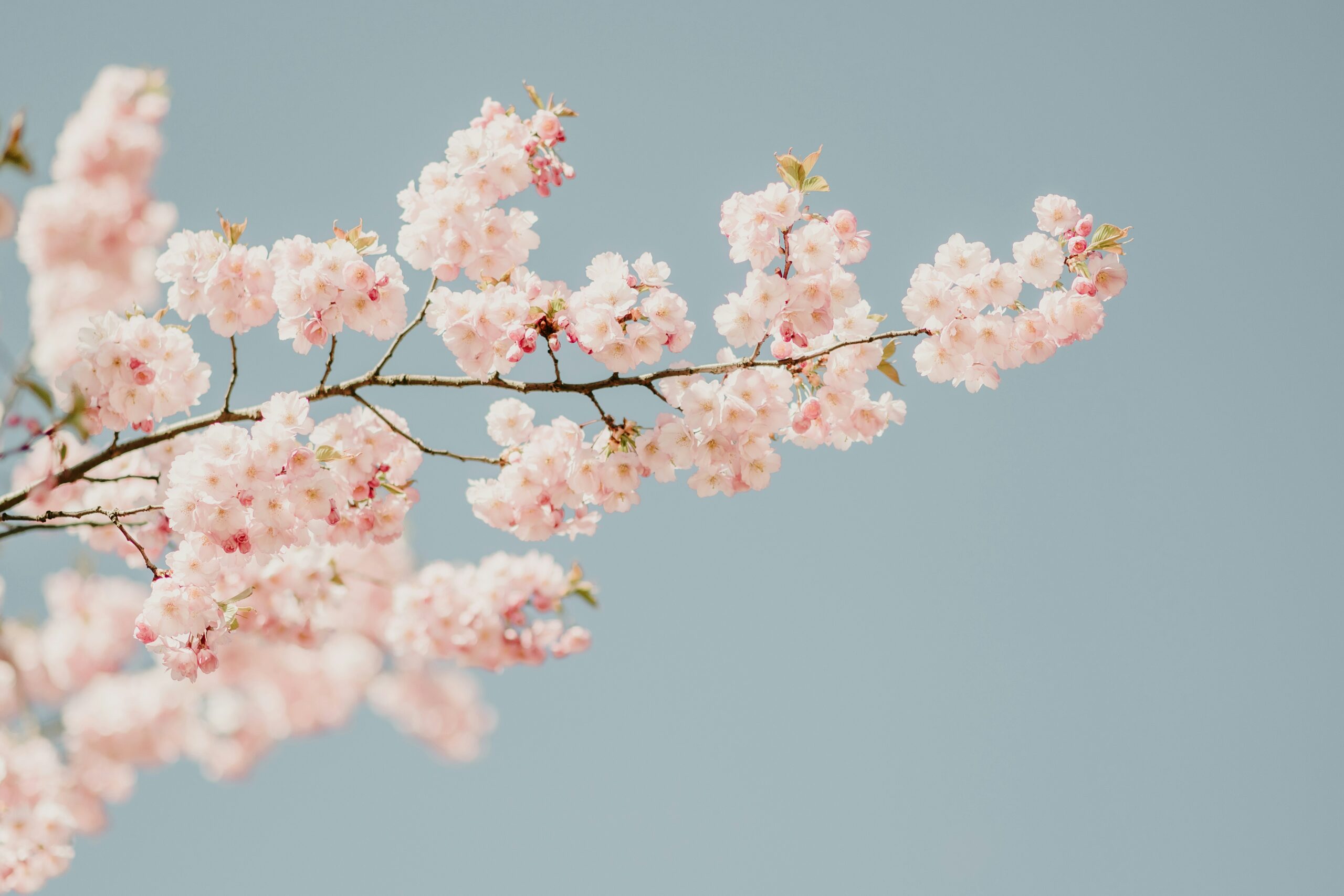 photo by Anita Austvika on Unsplash